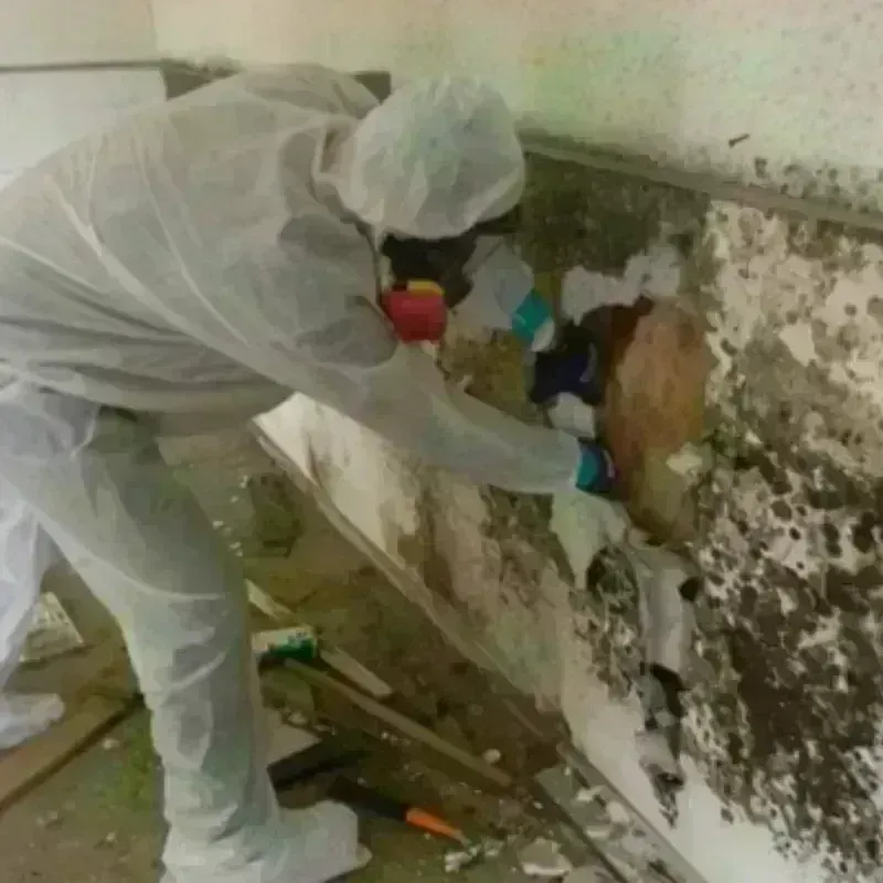 Mold Remediation and Removal in North Pembroke, MA